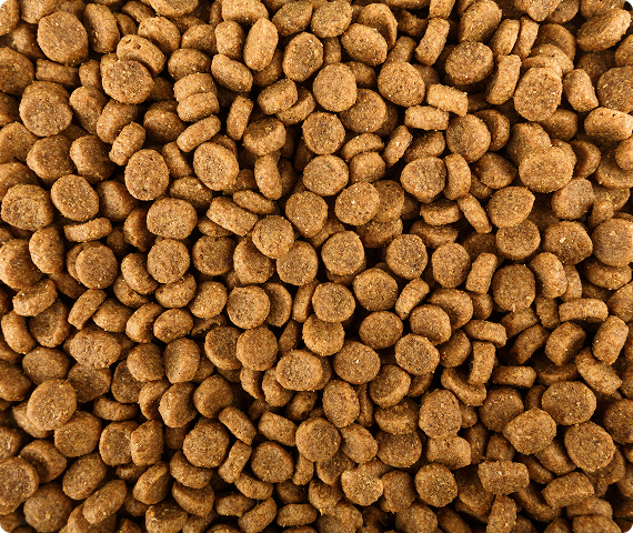 Dog food close-up